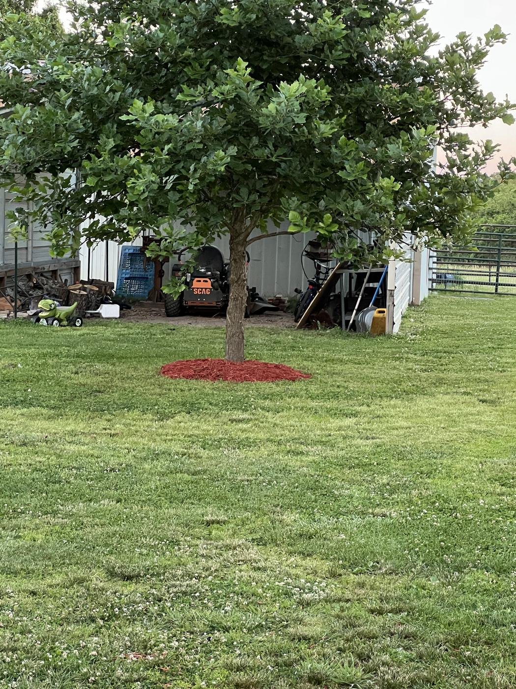 Tree with a fresh mulch ring in a mowed yard