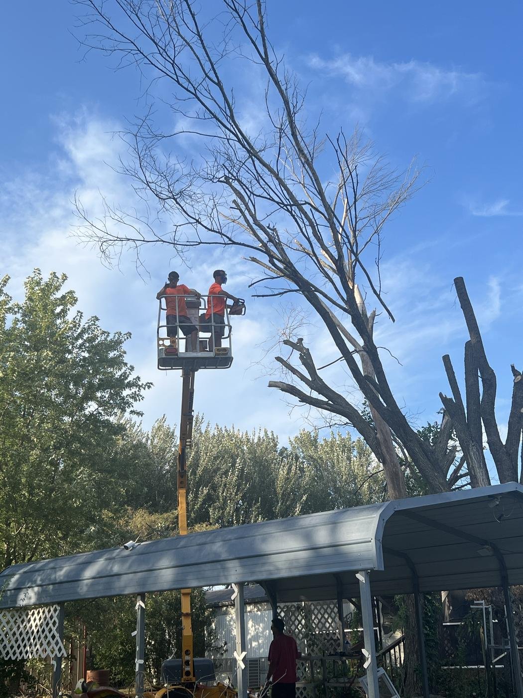 Two-person crew in a bucket lift removing a large dead tree